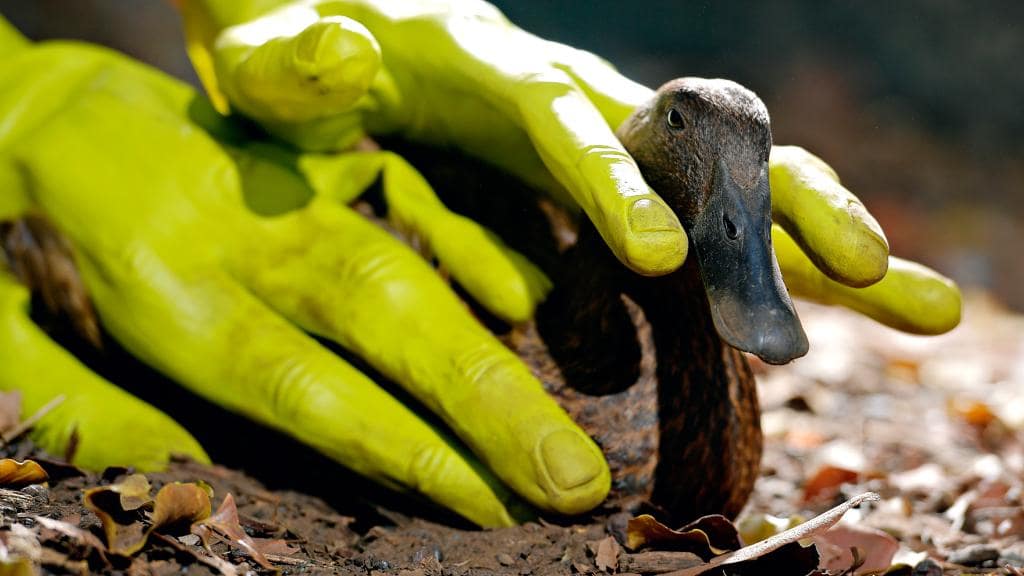 Australian Woman Believes Aliens May Have Abducted Her Ducks