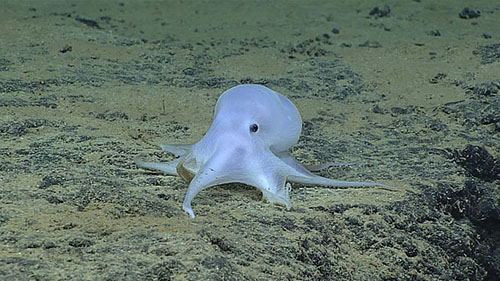 Ghostlike Octopus Found Lurking Deep Below the Sea