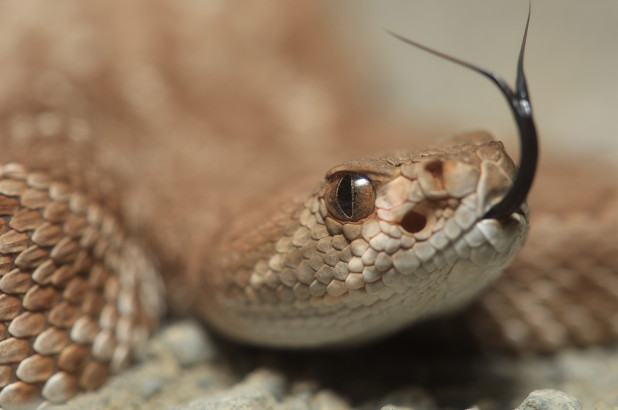 Man Faces Death after Being Bitten by Decapitated Rattlesnake