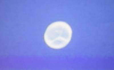 'Orb' UFO Photographed and Seen by Multiple Witnesses