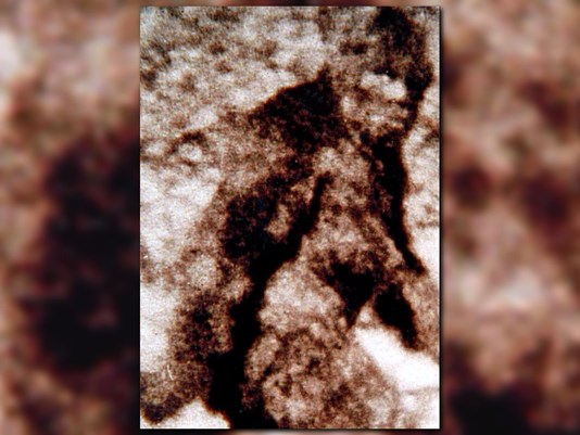 Senator Aims to Make Sasquatch 'Official Cryptid' of Washington