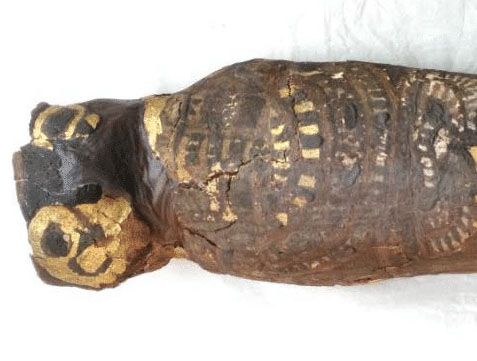 Remains of Child Found within Ancient Egyptian 'Hawk' Mummy