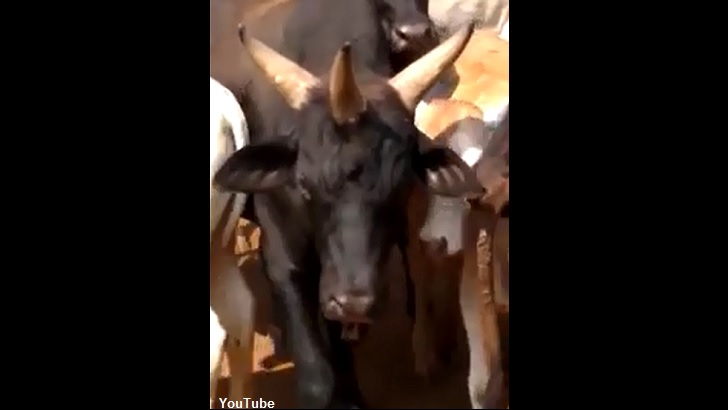 Three-Horned Cow Spotted on Farm in Brazil
