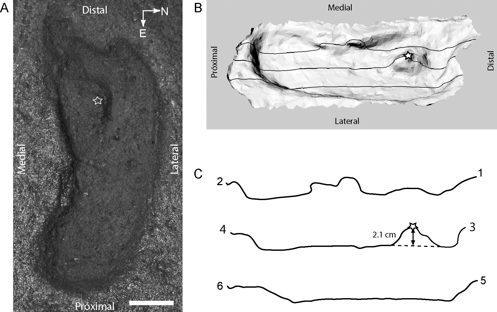 Human Footprint Found in Chile is 'Oldest' in Americas