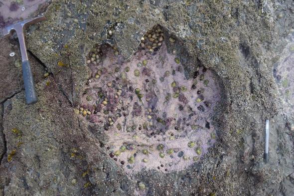 Huge Dinosaur Footprints Discovered on Scottish Coast