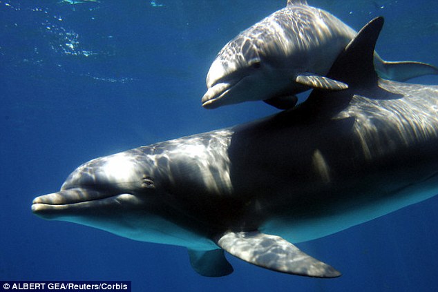 New Book Claims Dolphins Are Psychic