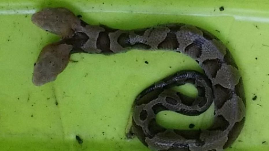 Rare Two-headed Snake Snapped by Virginia Wildlife Researchers