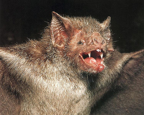 Vampire Bats Now Discovered to Be Feeding on Human Blood