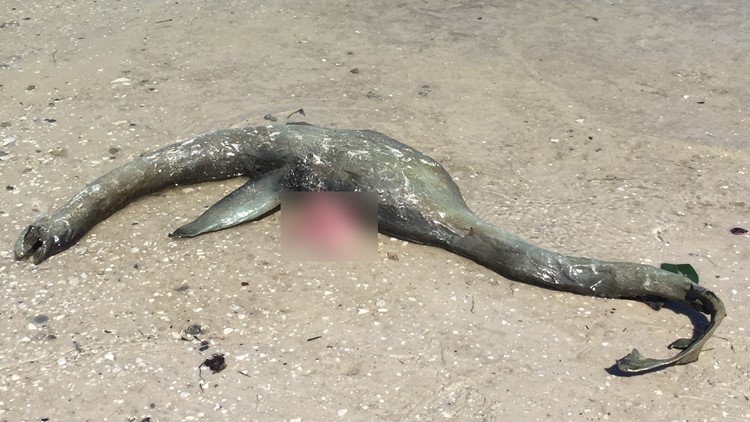 Mysterious Sea Creature Washes Ashore on Georgia Coastline