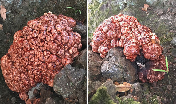 Brain-like Fungus Found Growing on Tree