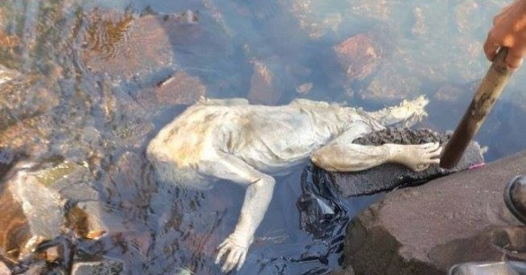 Strange Creature Found in Paraguay