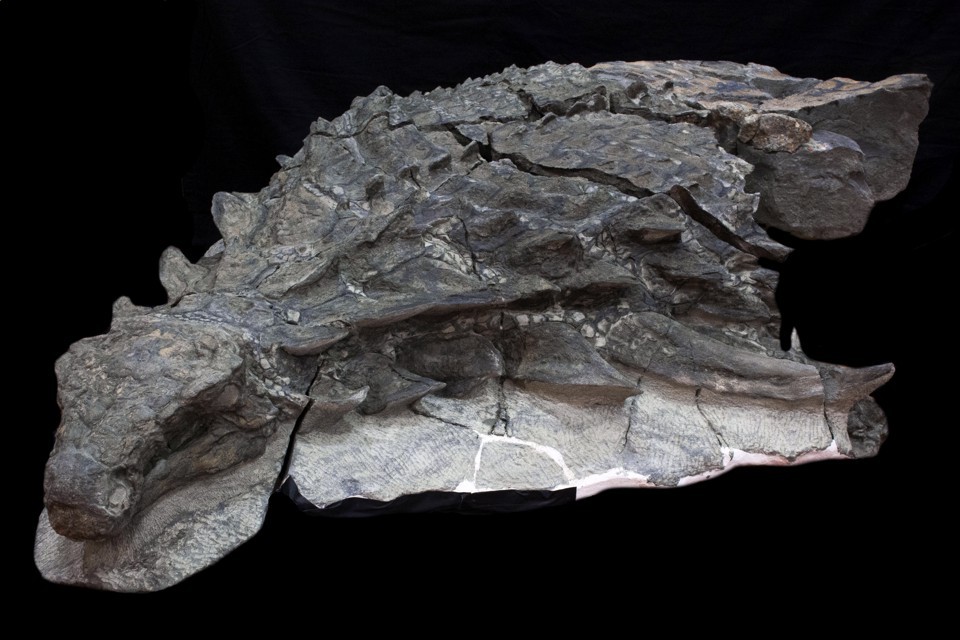 Statue-like Dinosaur Fossil Discovered