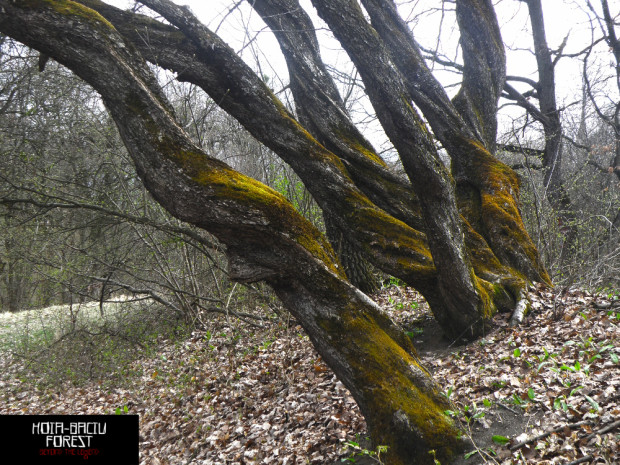 New Documentary to Investigate Creepy Transylvanian Forest