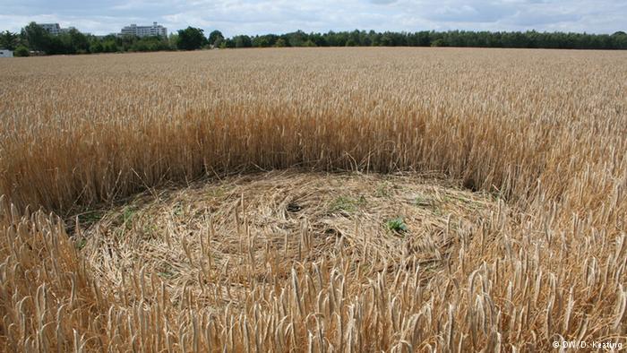 German Crop Circles 'Attract the Curious'