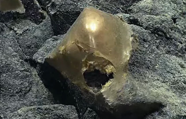 Strange 'Shiny Golden Egg' Found at the Bottom of the Sea