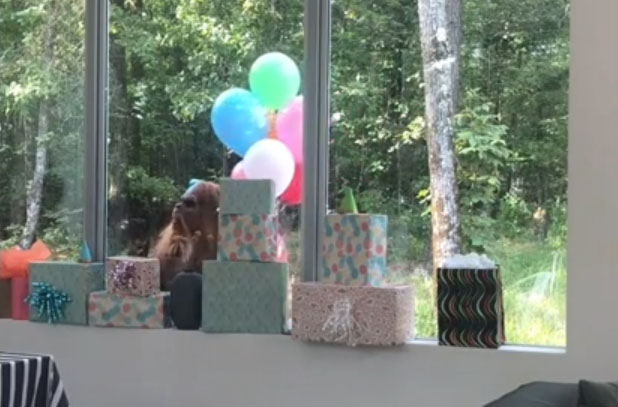 Mother Invites 'Bigfoot' to Birthday Party, Kids Run in Terror
