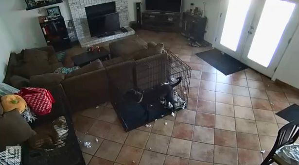 Does Security Footage Show a Ghost Removing a Dog Collar?