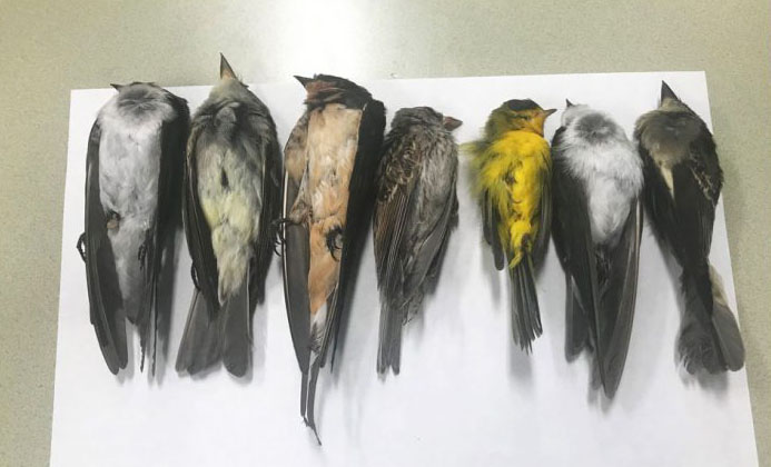 Thousands of Birds Drop Dead in New Mexico and Colorado