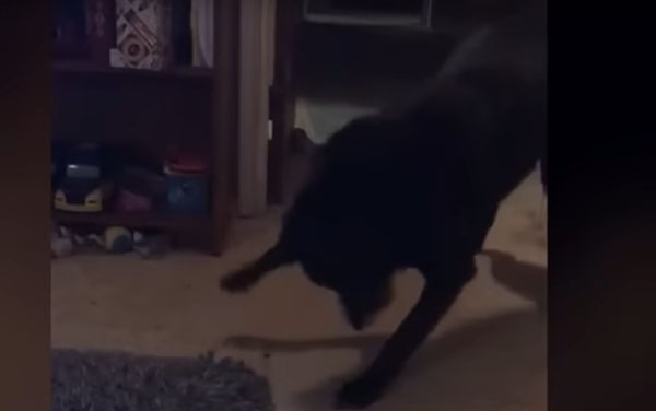 Ghost Pushes Dog Across Floor?