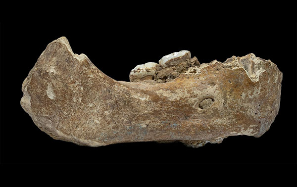 Ancient Ancestor Jaw Fragment Uncovered with Giant Teeth