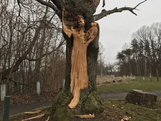 Ghostly 'White Lady' Image Emerges from Broken Tree