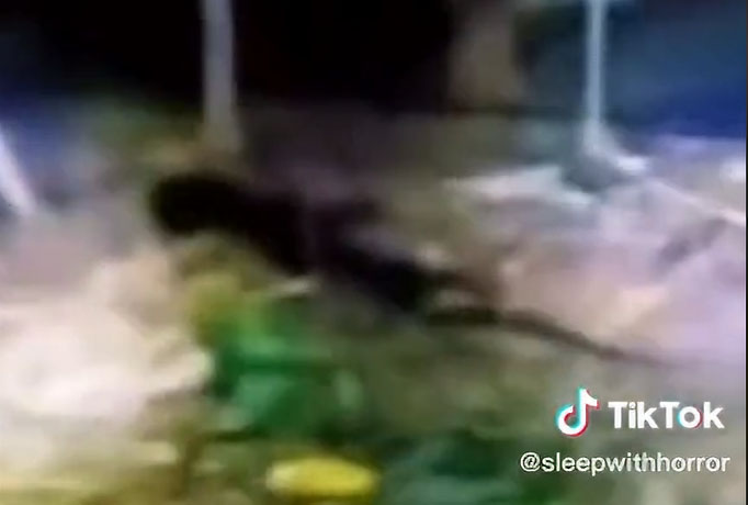 'Shadow Creature' Filmed Attacking Goat in Southeast Asia