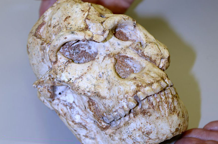 First Images of Ancient 'Little Foot' Skull Revealed