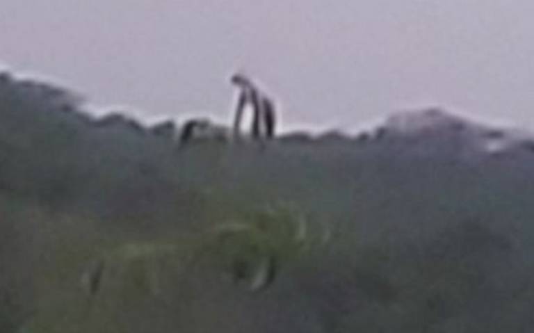 Strange Creature Sighted in Mexico?