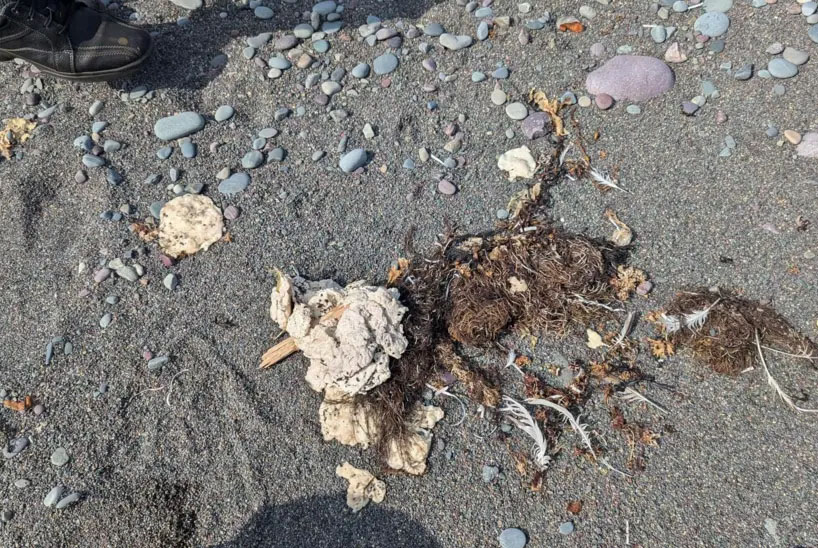 Mysterious 'Blobs' Wash up on Canadian Shore