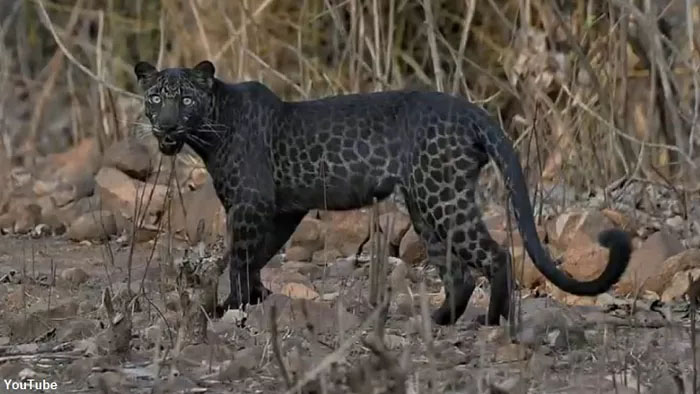 Rare Black Leopard Spotted in India