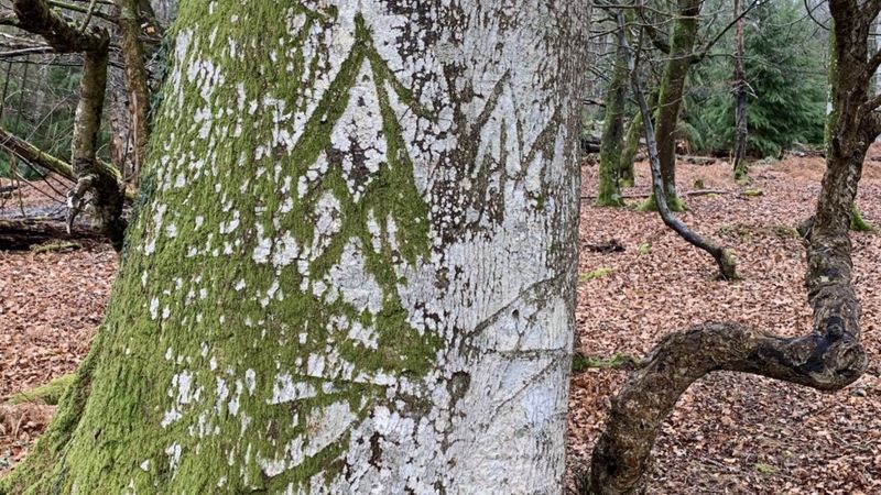 Age-old Forest Tree Graffiti Goes on Display Online