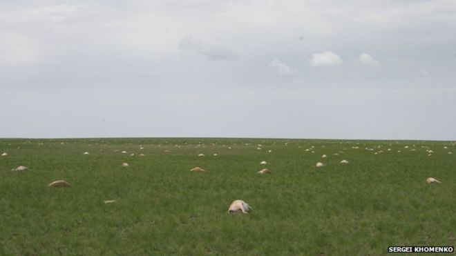 Scientists Probe Mysterious Wave of Antelope Deaths