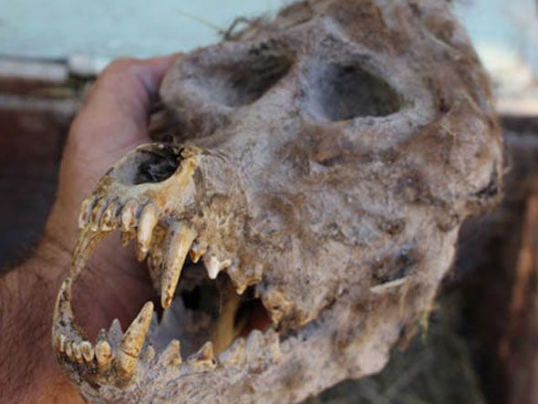 Farmer Finds 'Werewolf' Skull in Buried Box