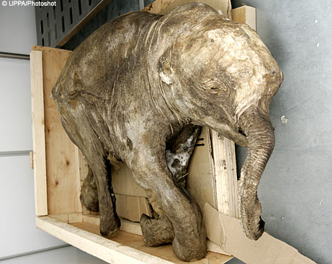 Woolly Mammoth Clones Edge Closer to Reality