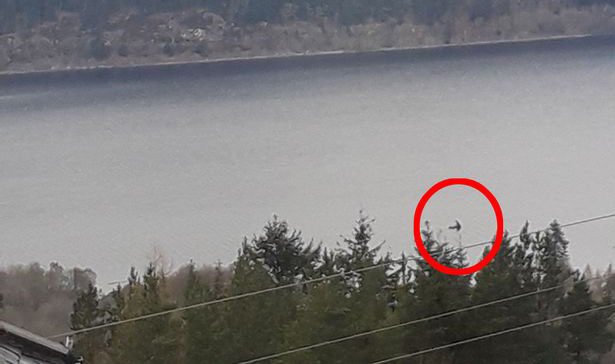 Loch Ness Monster's 'Huge Neck' Caught on Camera by Tourist