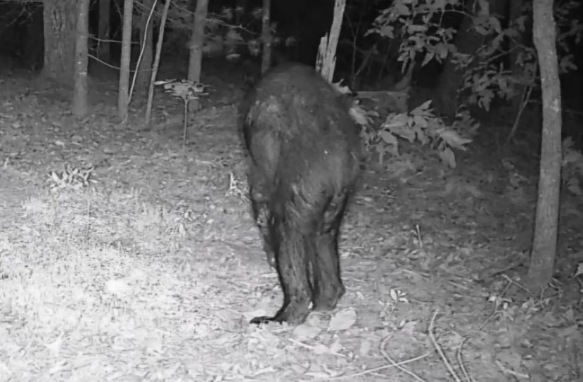 Bigfoot Photographed by Game Camera in North Carolina?