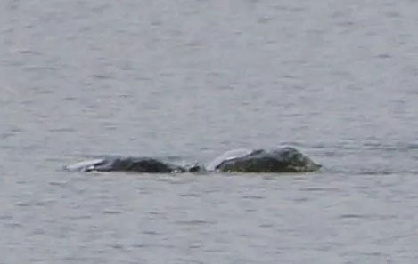 Woman Releases Detailed Snaps of 'Loch Ness Monster'