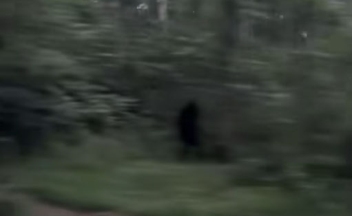 TikTok Video Captures 'Bigfoot' Walking in Woods?