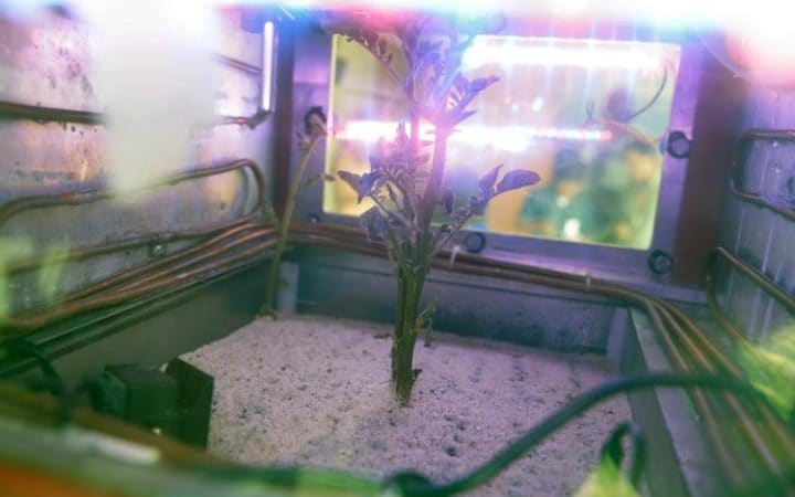 Scientists in Peru Successfully Grow a Potato in Mars Simulator