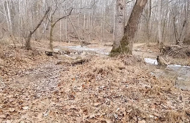 Chilling Video Captures 'Bigfoot' Noises in Kentucky Woods