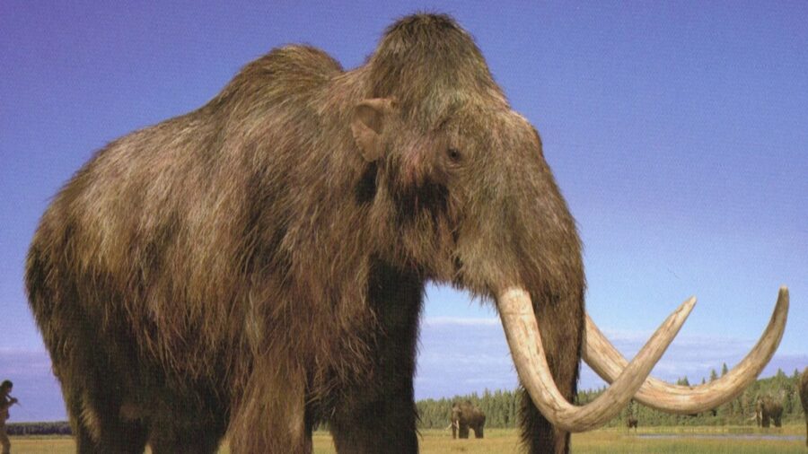 Scientists Aim to Resurrect Woolly Mammoth by 2027