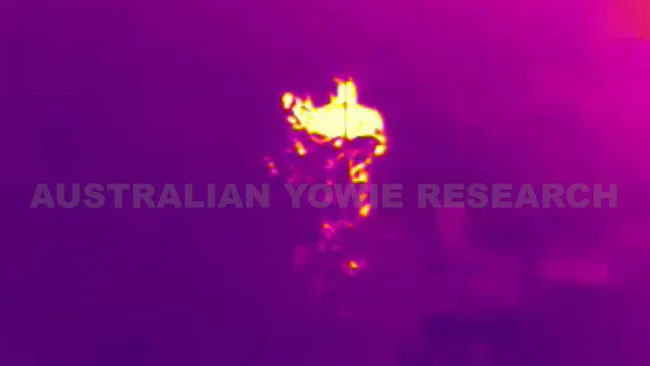 Yowie Researcher Presents Thermal Image 'Proof' of Creature