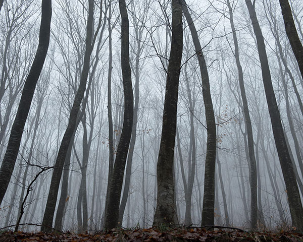 Twisted Trees, UFOs, and Spooky Stories in Transylvania