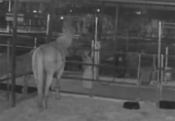Ghost Girl Filmed Petting Horse?