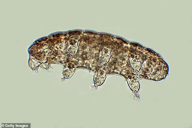 Anti-aging Elixir Could Be Hiding in 'Indestructible' Tardigrades