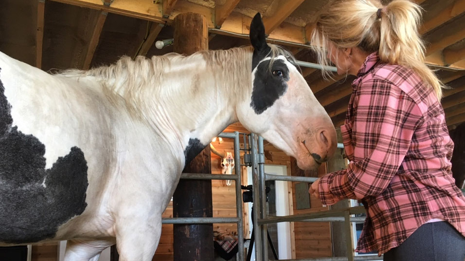 'Magical' Horse Rescued from Near Death, Now 'Healing' Others