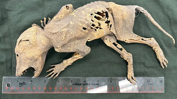 Mummified 'Capacabra' Found at Michigan State University