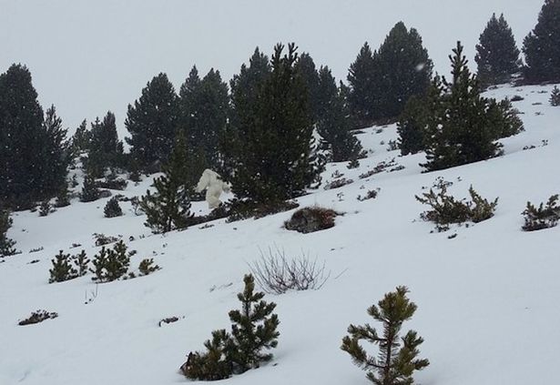 Ski Resort Searches Area Following 'Yeti' Sighting