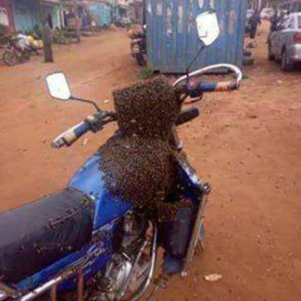 Man 'Summons Swarm of Bees' to Recover Stolen Motorbike