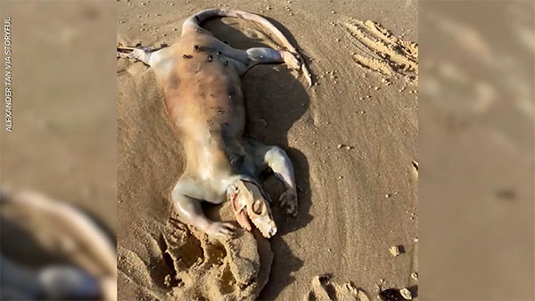 Strange Unidentified Creature Washes up on Australian Beach